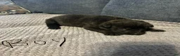 Mixed Breed dogs for sale: Zeus - Ad 1