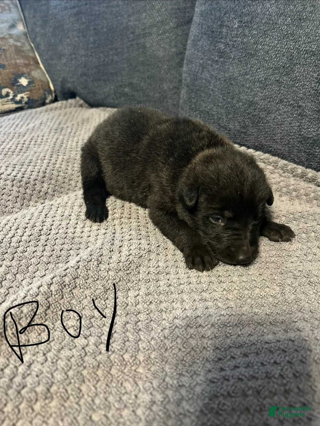 Mixed Breed dogs for sale: Zeus - Ad 1