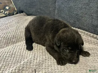Mixed Breed dogs for sale: Zeus - Ad 2