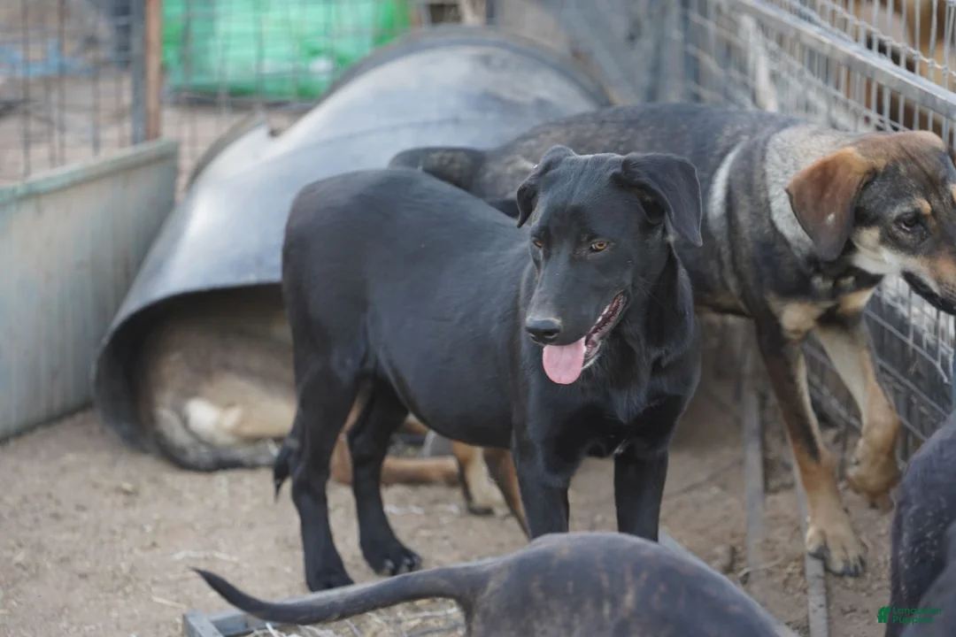 Mixed Breed dogs for sale: Jet Tiscar Farm Dog - Ad 39