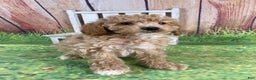 Miniature Poodle dogs for sale: Teddy - Ad 9