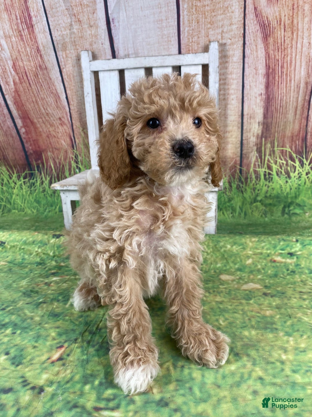 Miniature Poodle dogs for sale: Teddy - Ad 9