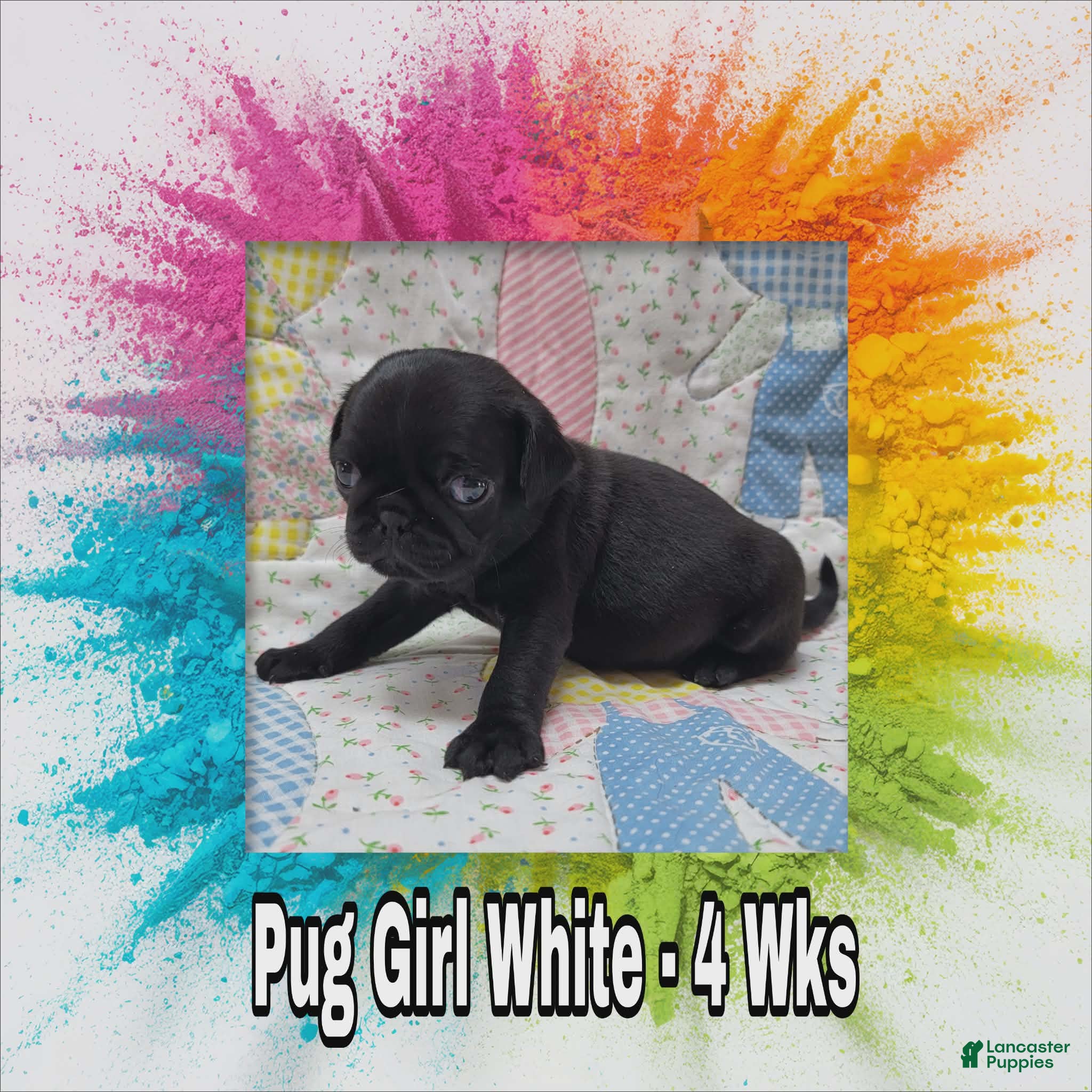 Pug dogs Pug Puppy Girl White - Ad 38