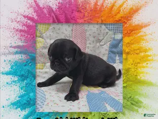 Pug dogs Pug Puppy Girl White - Ad 38