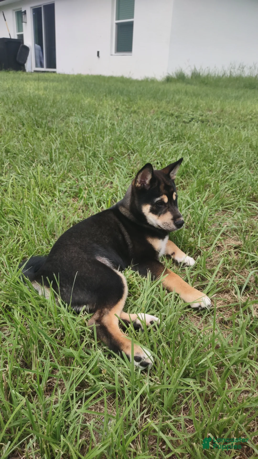 Shiba Inu dogs for sale: Baki  - Ad 2