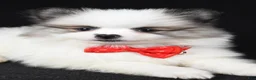 Pomeranian dogs for sale: Tinker - Ad 5