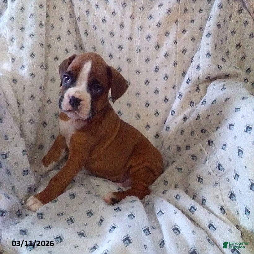 Boxer dogs Wrangler - Ad 2