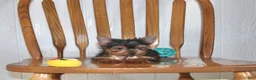 Yorkshire Terrier dogs for sale: Champ - Ad 5