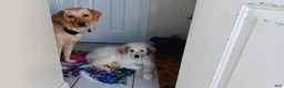 Mixed Breed dogs for sale: Mixed Breed 1 - Ad 3