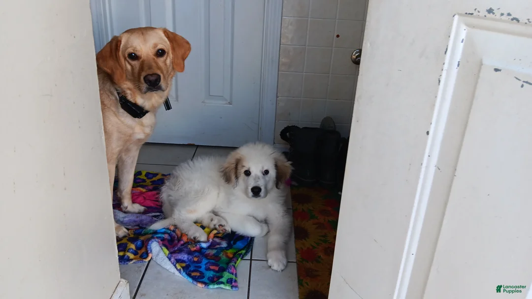 Mixed Breed dogs for sale: Mixed Breed 1 - Ad 3