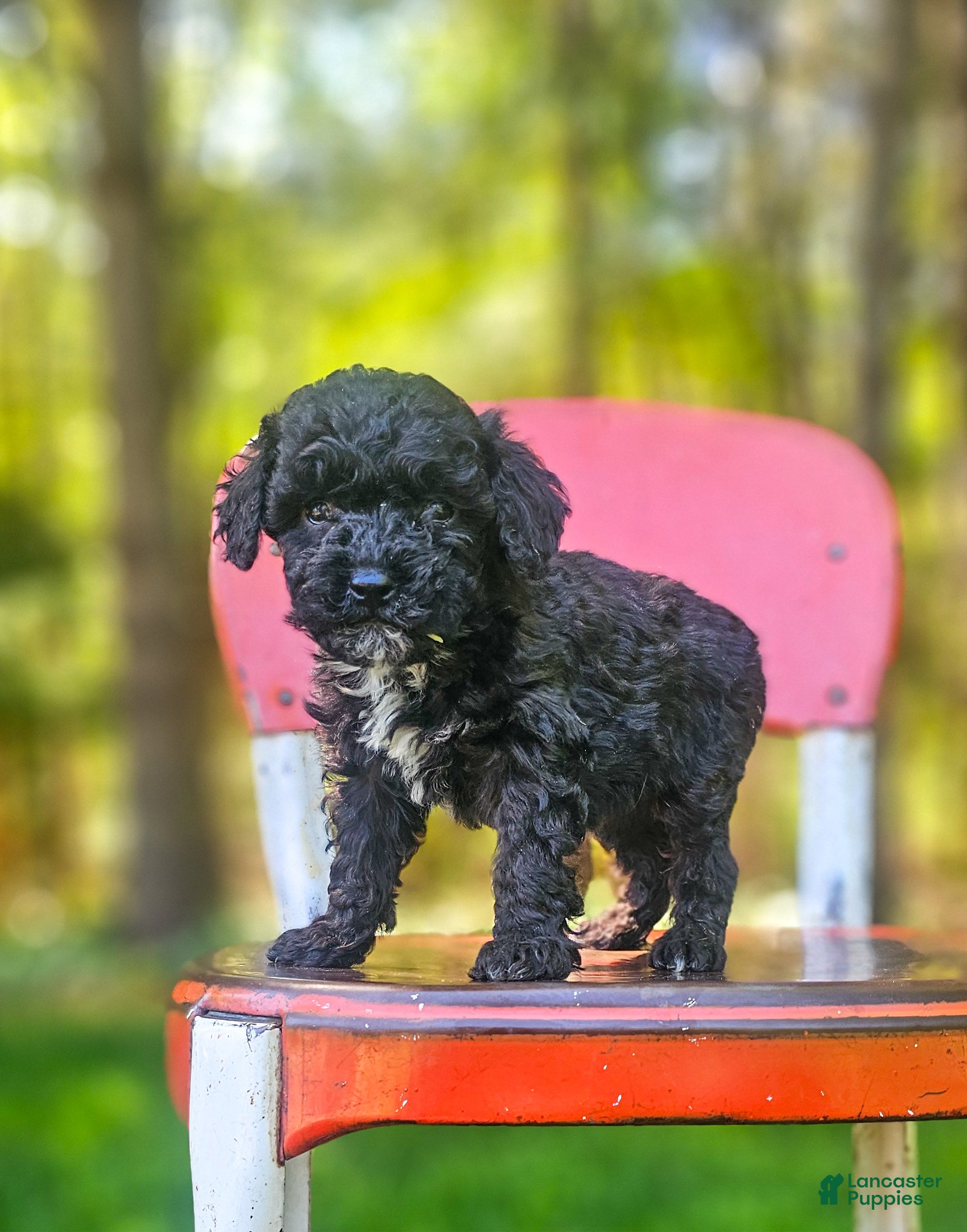 Mini Bernedoodle dogs Oreo - Ad 2