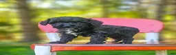 Mini Bernedoodle dogs for sale: Oreo - Ad 2