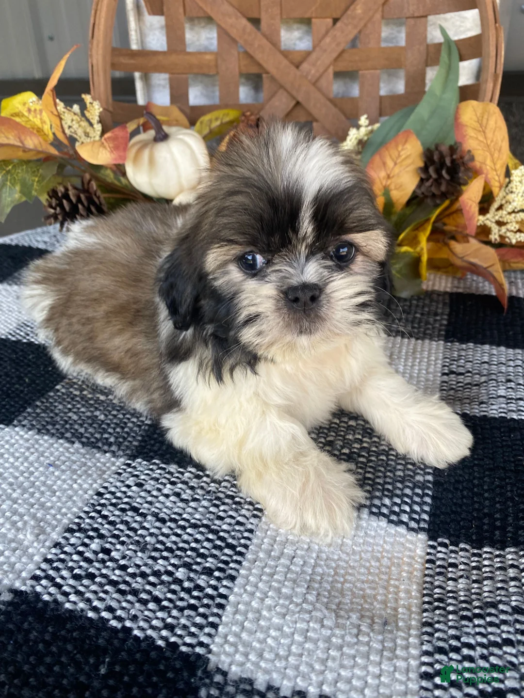 Shih Tzu dogs for sale: Leo - Ad 2