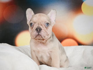French Bulldog dogs Axel - Ad 20
