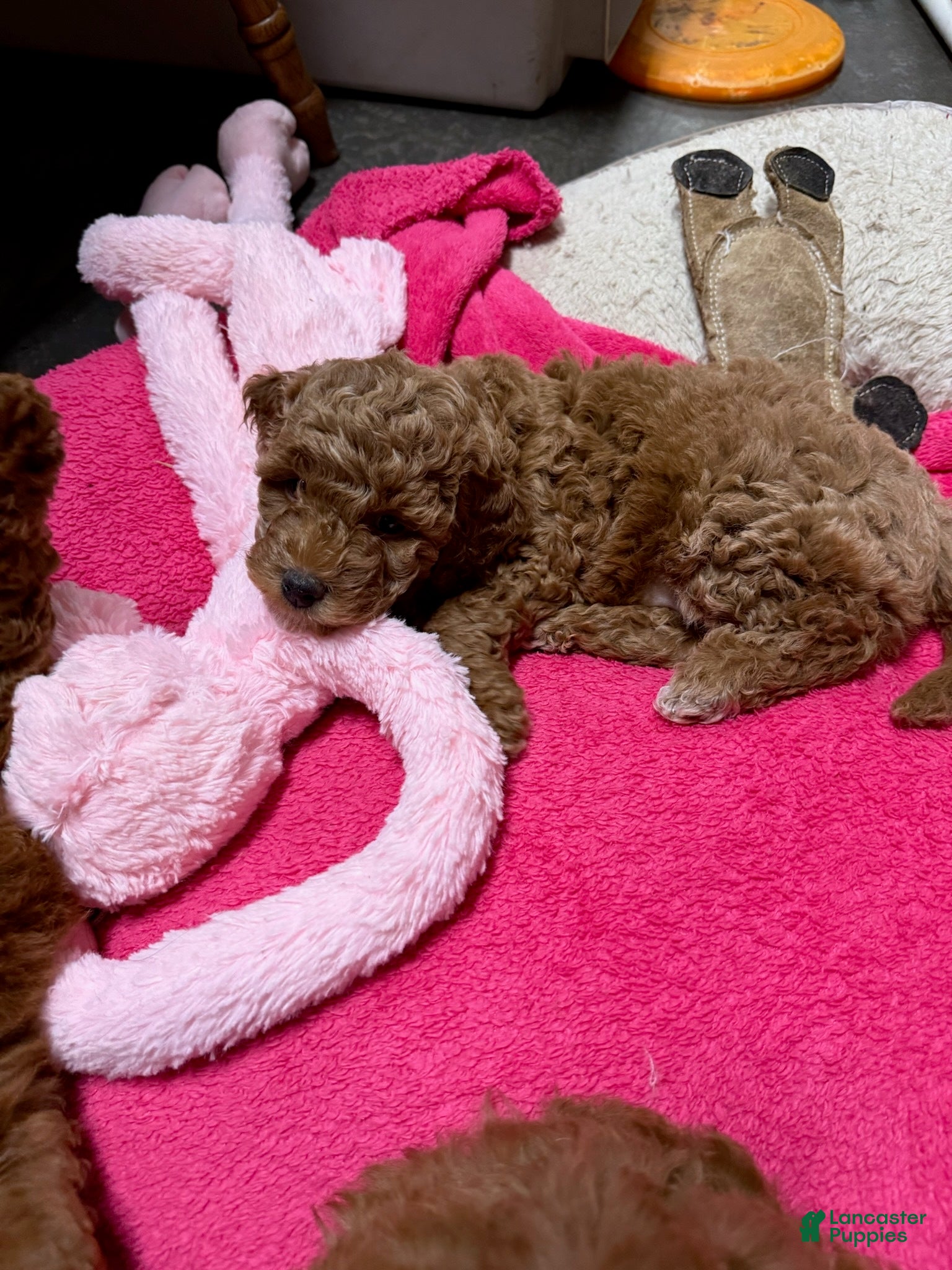 Goldendoodle dogs Dolly (Cream with tuxedo markings) - Ad 1