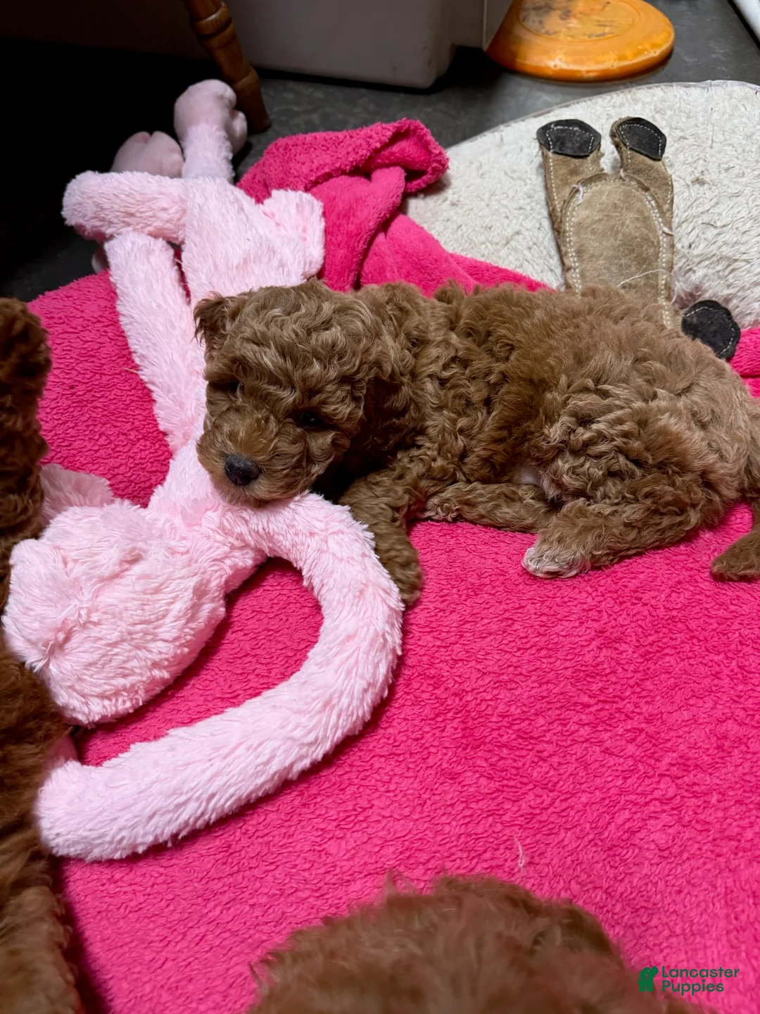 Goldendoodle dogs for sale: Dolly (Cream with tuxedo markings) - Ad 1