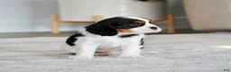 Cavalier King Charles Spaniel dogs for sale: Rowan - Ad 4
