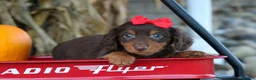 Miniature Dachshund dogs for sale:  Zane 🦴 - Ad 6