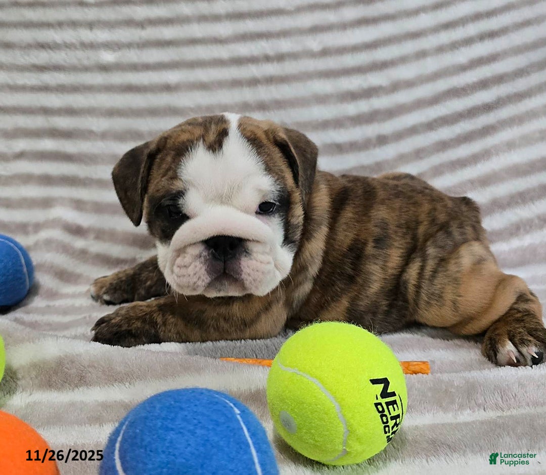 English Bulldog dogs for sale: Lulu - Ad 6