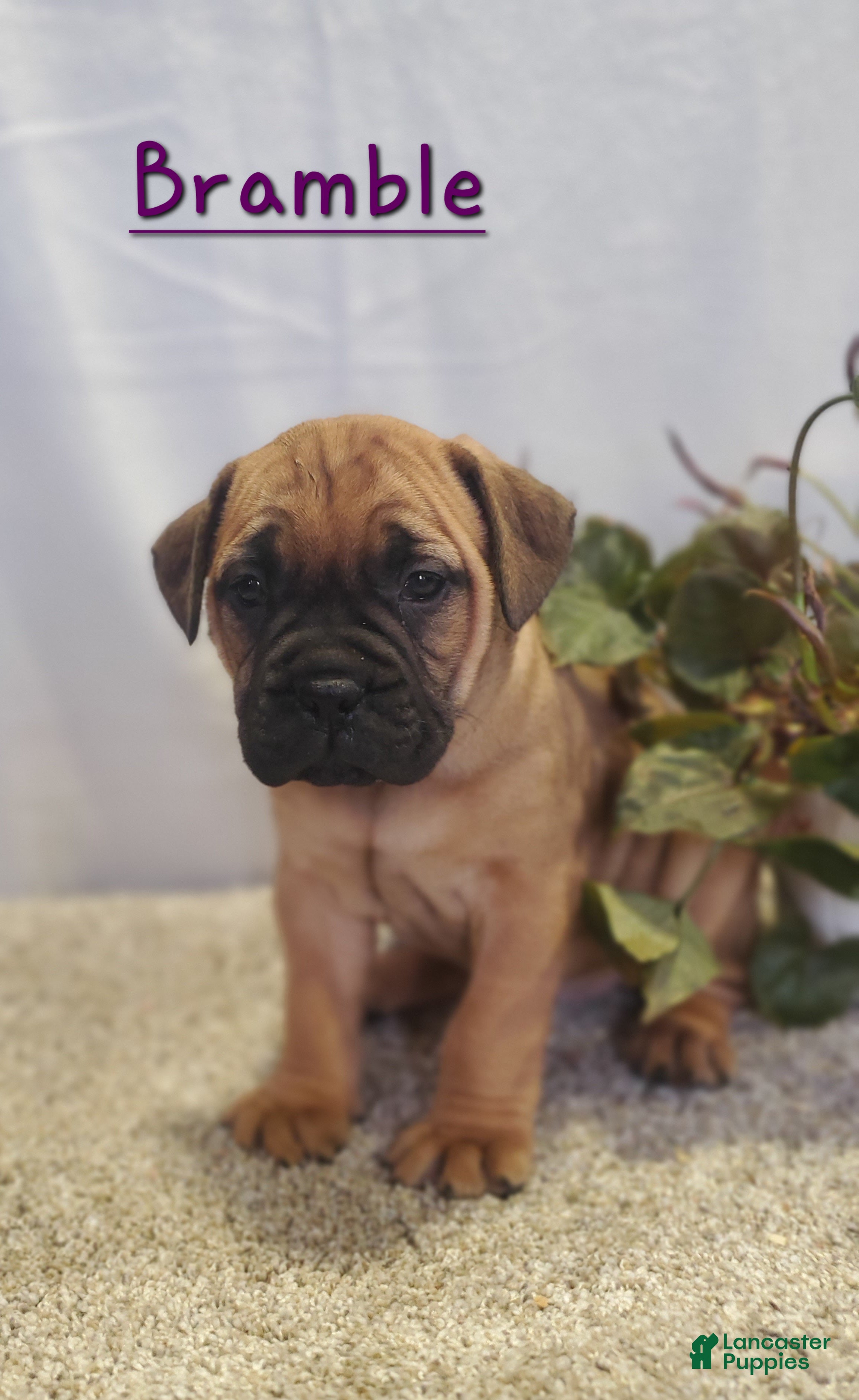 Bullmastiff dogs Bramble - Ad 3