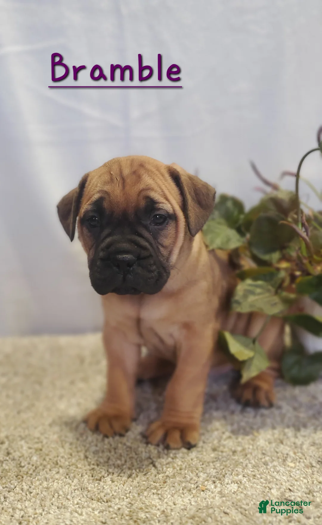 Bullmastiff dogs for sale: Bramble - Ad 1