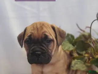Bullmastiff dogs Bramble - Ad 3