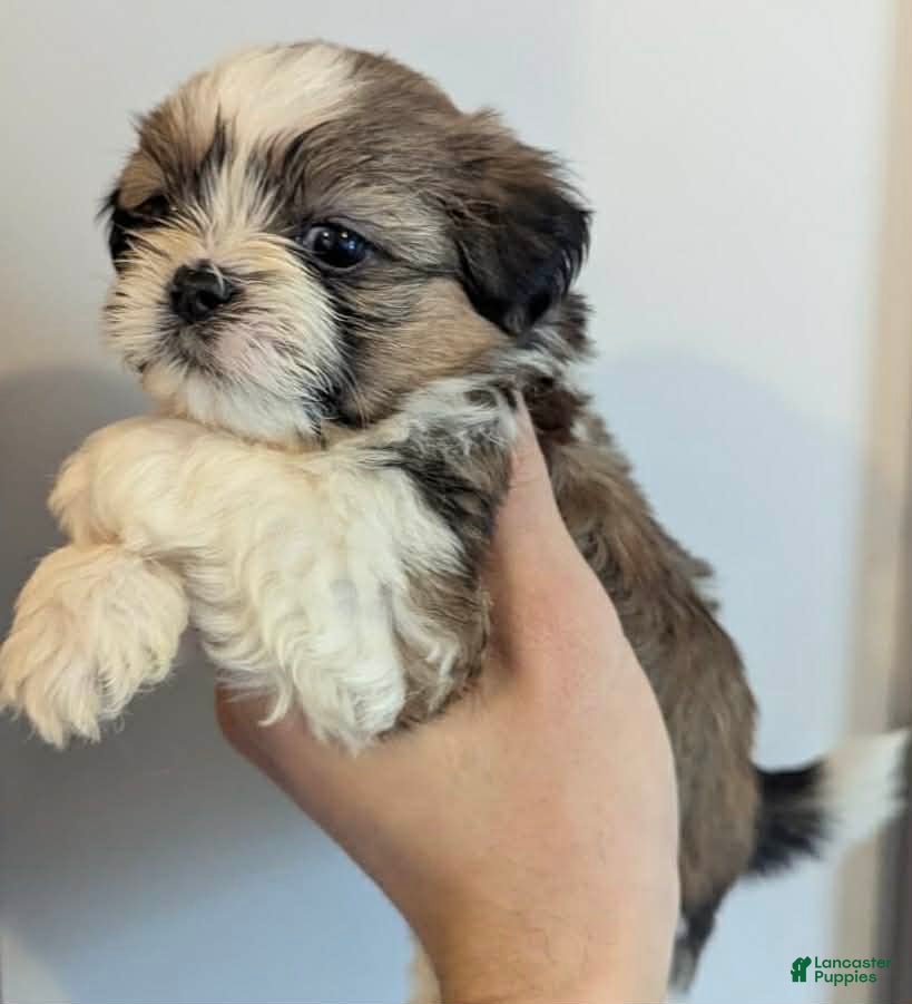 Shih Tzu dogs Judy - Ad 24