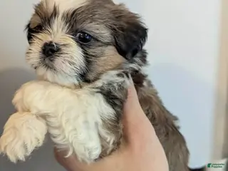 Shih Tzu dogs Judy - Ad 24