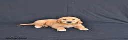 Golden Retriever dogs for sale: Jupiter - Ad 4
