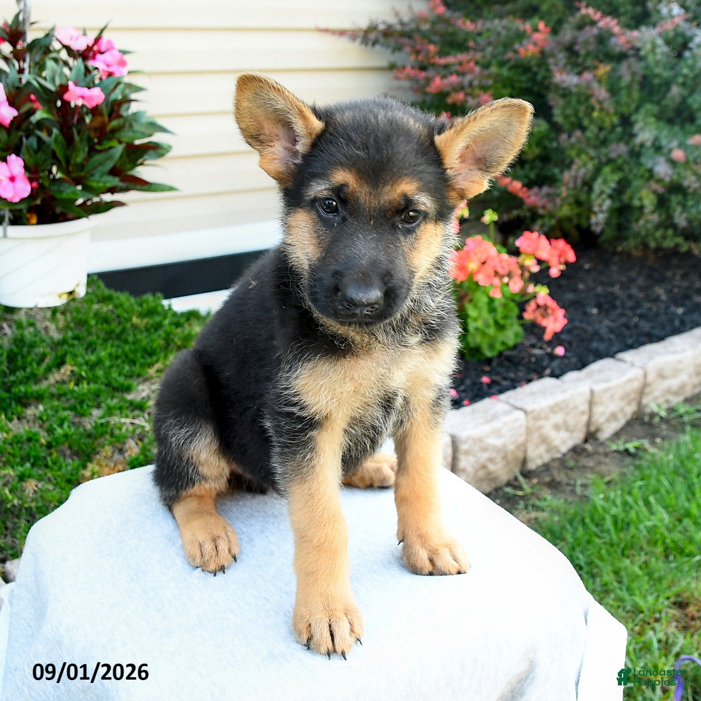 German Shepherd dogs Forrest - Ad 2