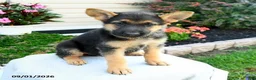 German Shepherd dogs for sale: Forrest - Ad 2