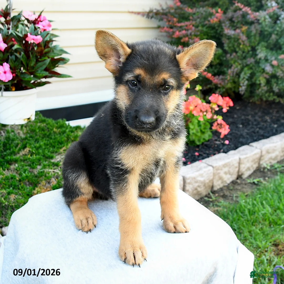 German Shepherd dogs for sale: Forrest - Ad 2