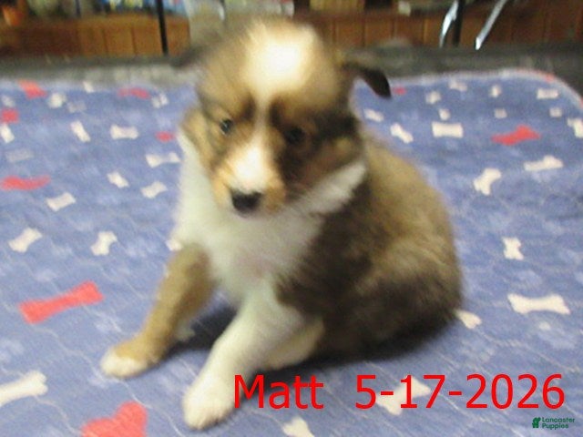 Shetland Sheepdog dogs Matt Male - Ad 2