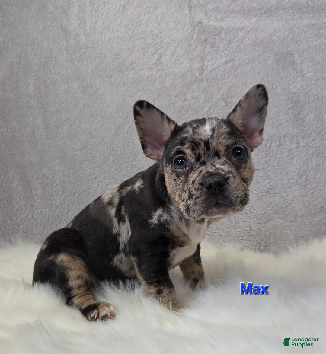 Mixed Breed dogs for sale: Max - Ad 1