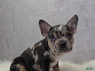 Mixed Breed dogs Max - Ad 18