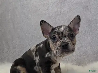 Mixed Breed dogs Max - Ad 39