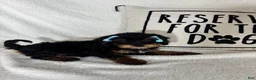 Bernedoodle dogs for sale: Mira - Ad 5