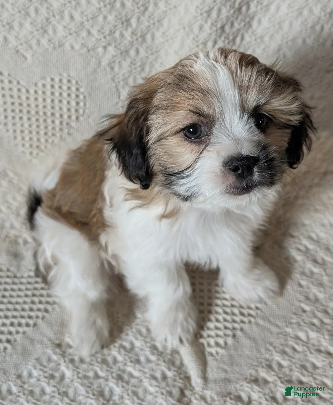 Mixed Breed dogs for sale: Whiskey - Ad 2