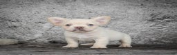 French Bulldog dogs for sale: Kody - Ad 6
