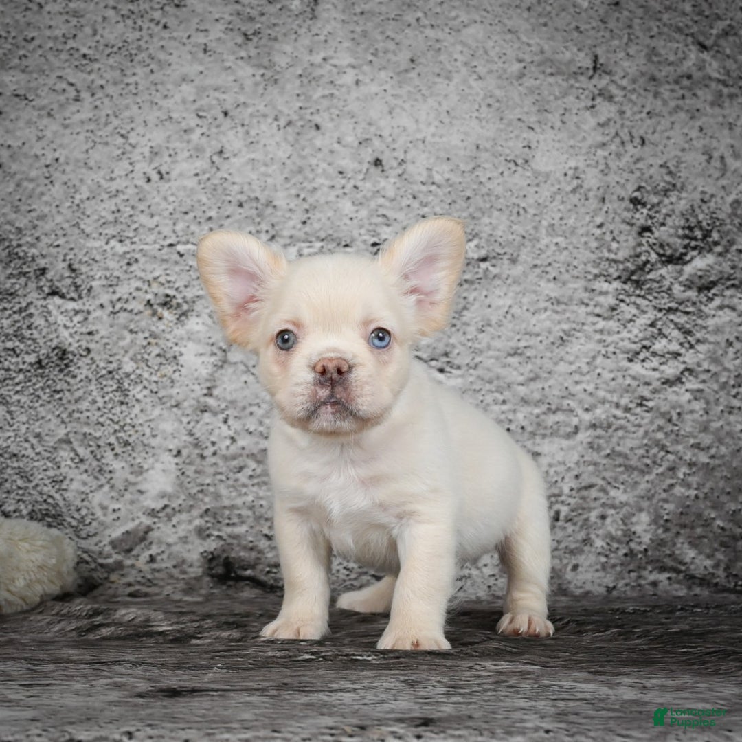 French Bulldog dogs for sale: Kody - Ad 6