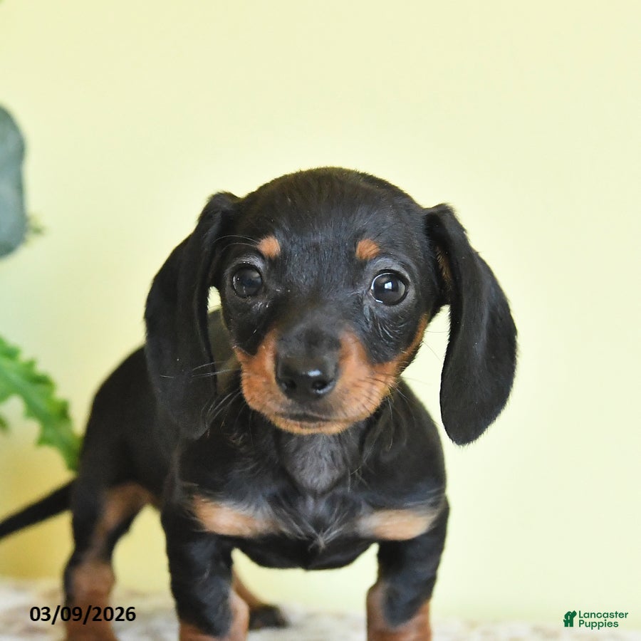 Miniature Dachshund dogs Hope - Ad 2