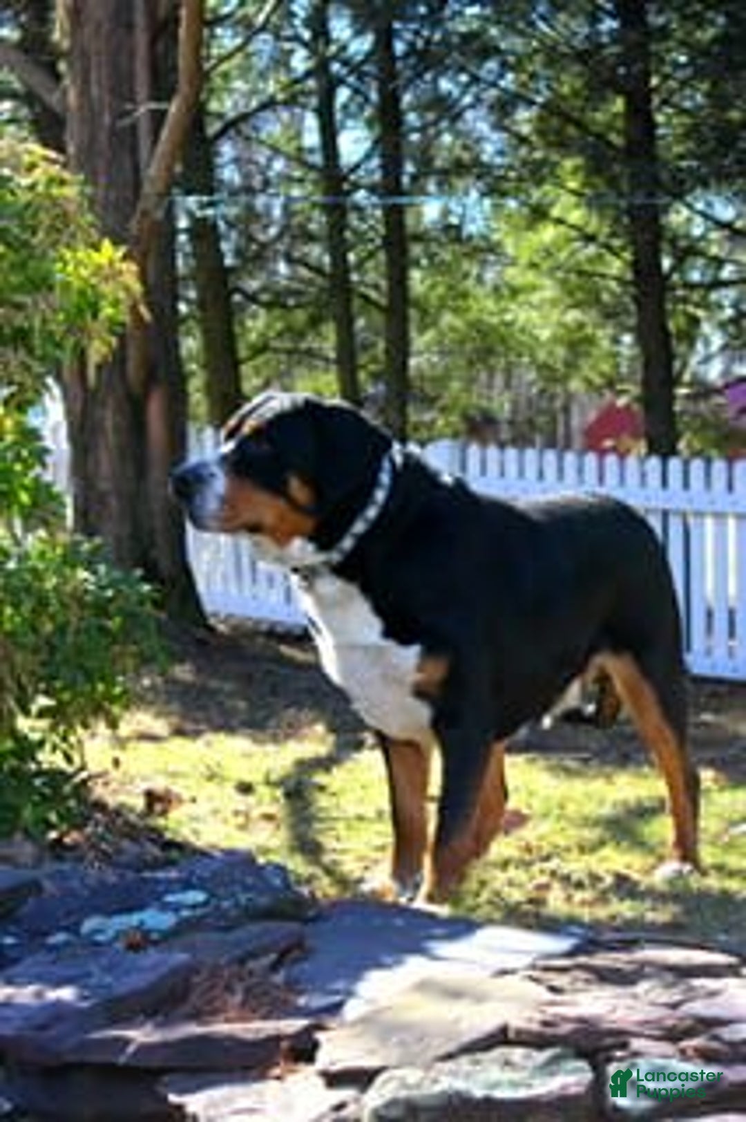 Gallery Image {{count}}