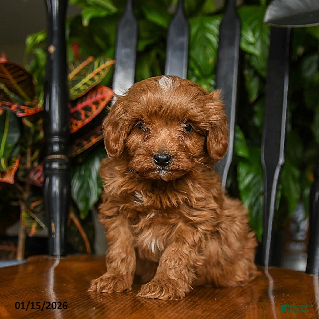 Cavapoo dogs for sale: Ziggy - Ad 1