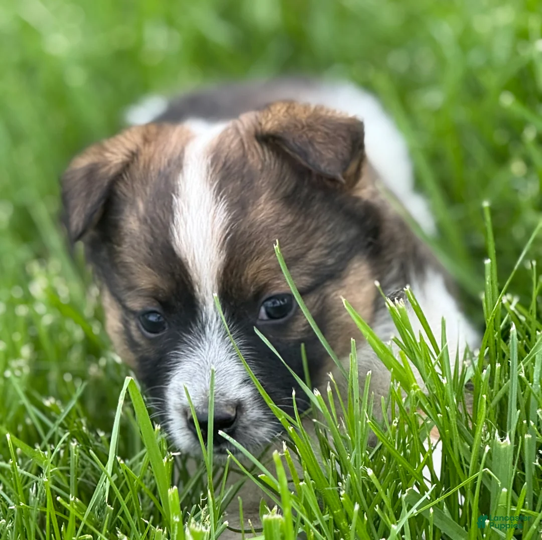 Mixed Breed dogs for sale: Mixed Breed Puppy 1 - Ad 2