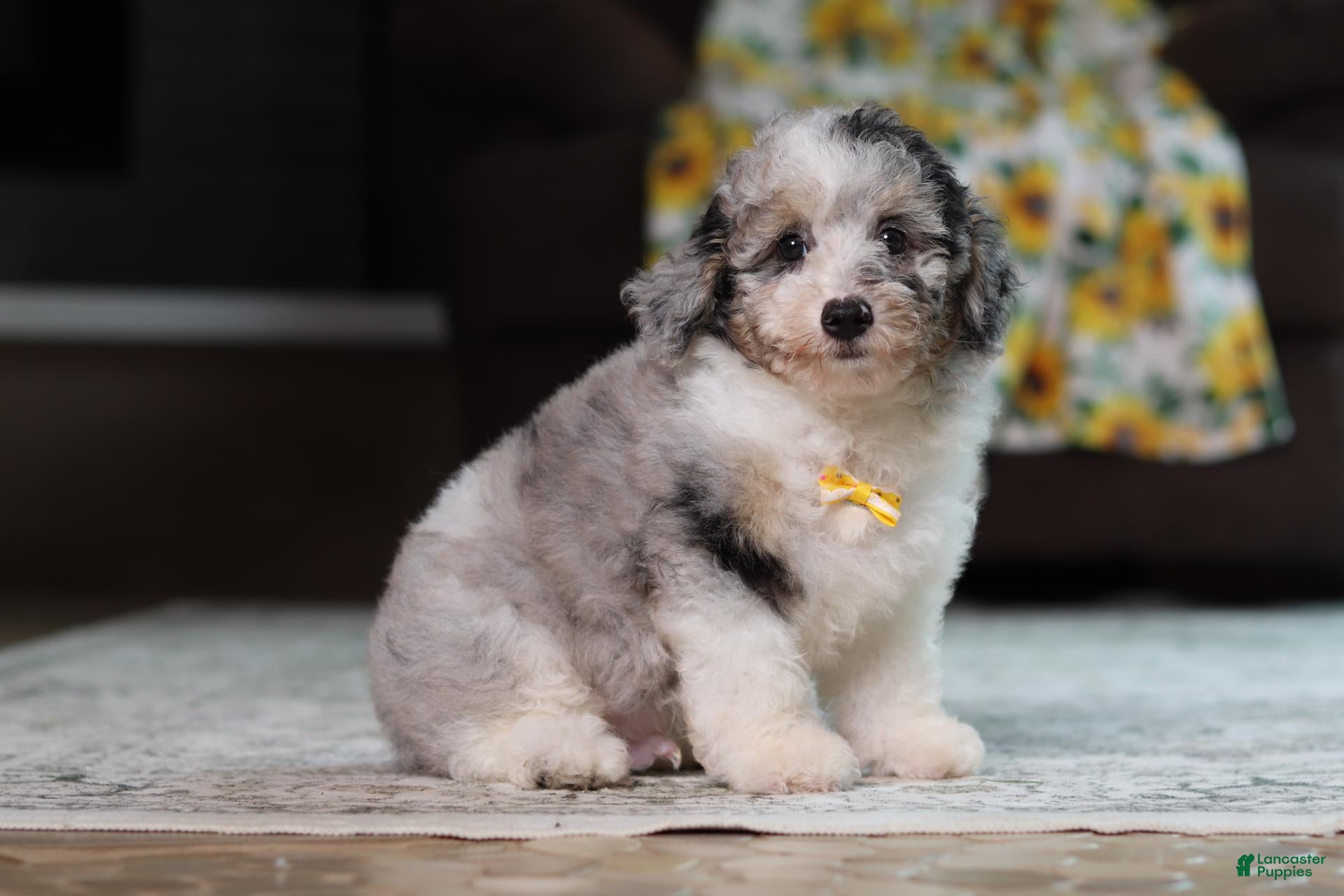 Miniature Poodle dogs Bandit - Ad 2