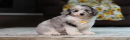 Miniature Poodle dogs for sale: Bandit (AKC) - Ad 5