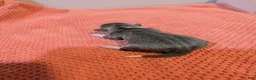 Rat Terrier dogs for sale: Annabelle - Mini Rat  - Ad 4
