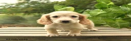 Miniature Dachshund dogs for sale: Max - Ad 3