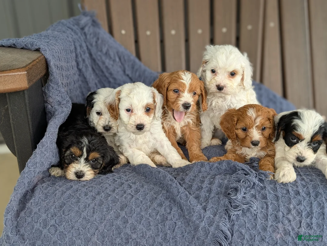 Cavapoo dogs for sale: Benedict  - Ad 6
