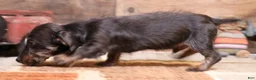 Miniature Dachshund dogs for sale: Byron black/tan wirehair male - Ad 3